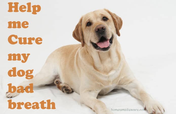 home remedies for my dog's bad breath